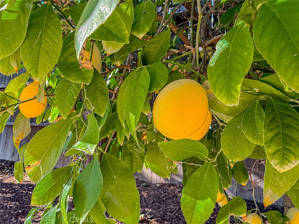 MLS #SR25275474 image #68