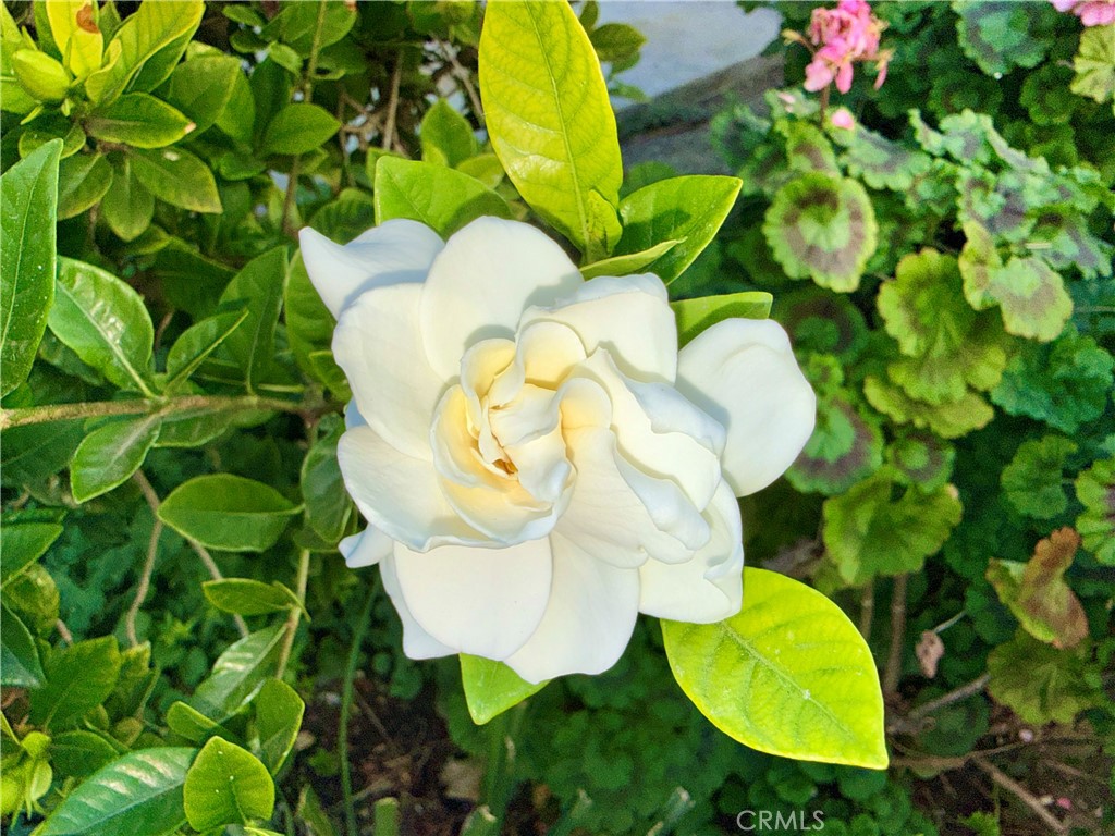 MLS #SR25277506 image #30