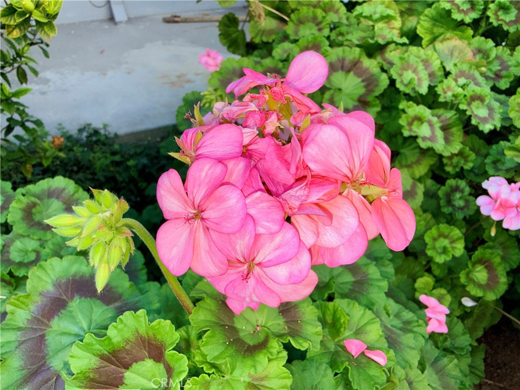 MLS #SR25277506 image #31