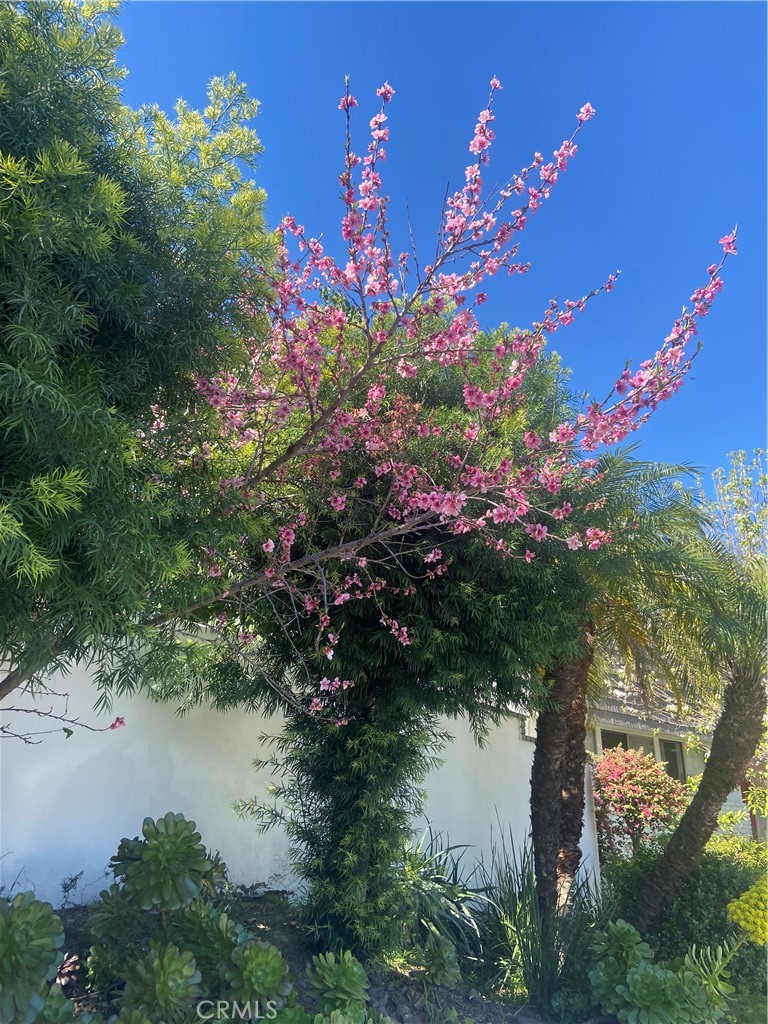 MLS #SR25279735 image #2