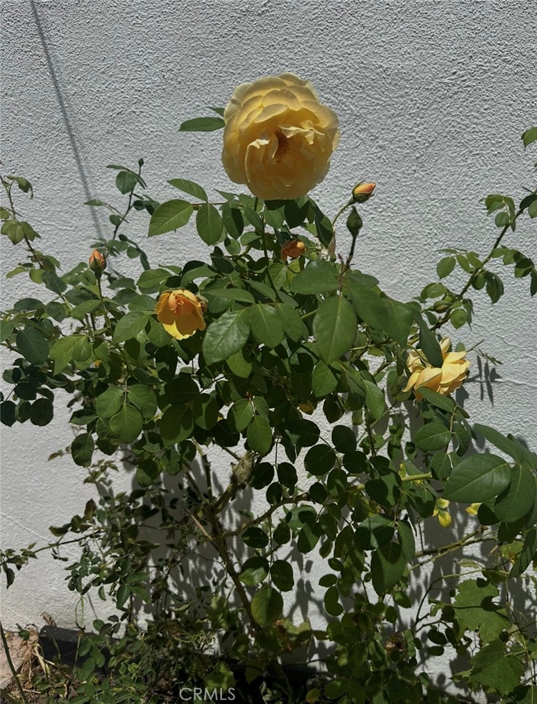 MLS #SR25279735 image #20