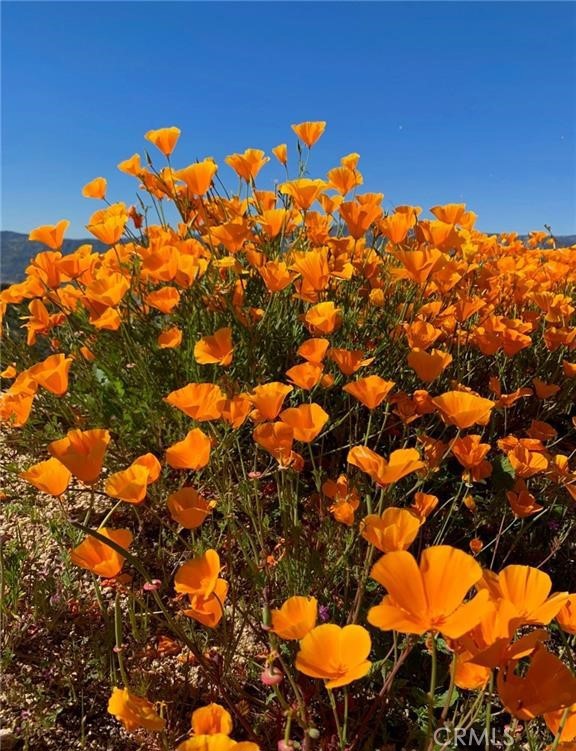 MLS #SW24041119 image #10