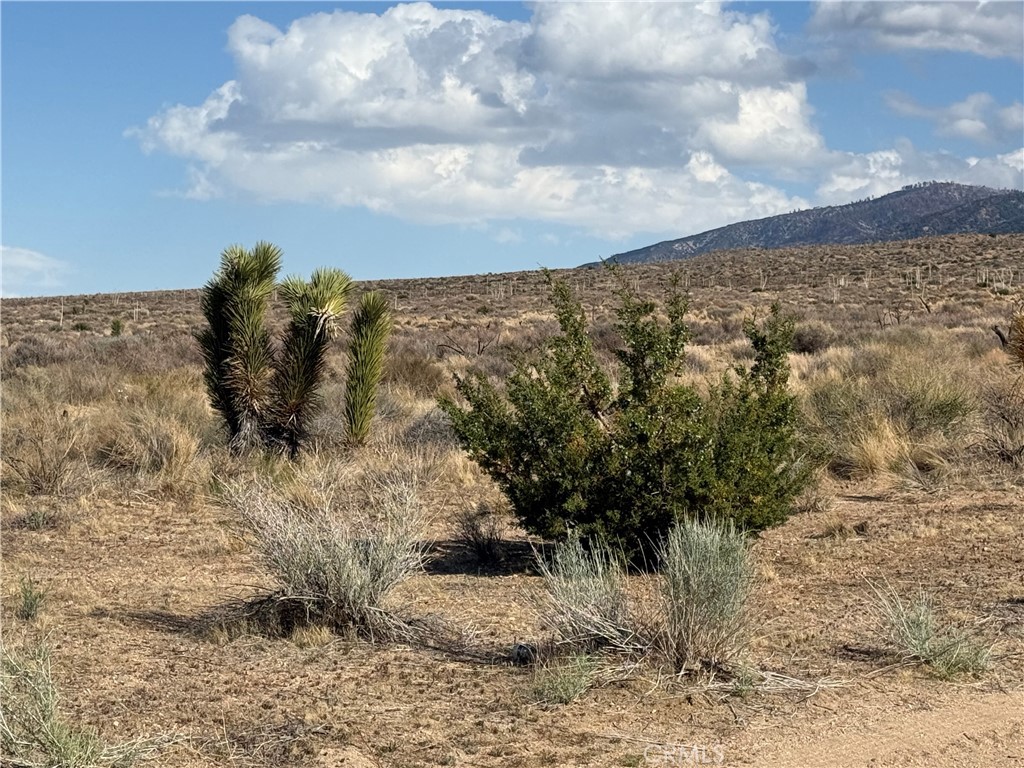 MLS #SW25098683 image #4