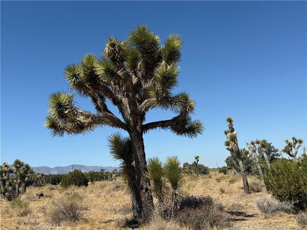 MLS #SW25098683 image #6