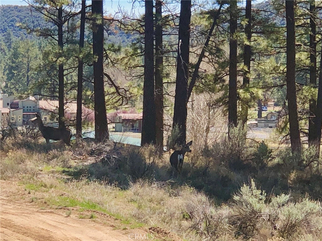 MLS #SW25142741 image #5