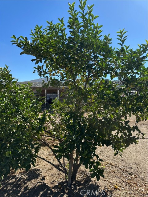 MLS #SW25156795 image #19