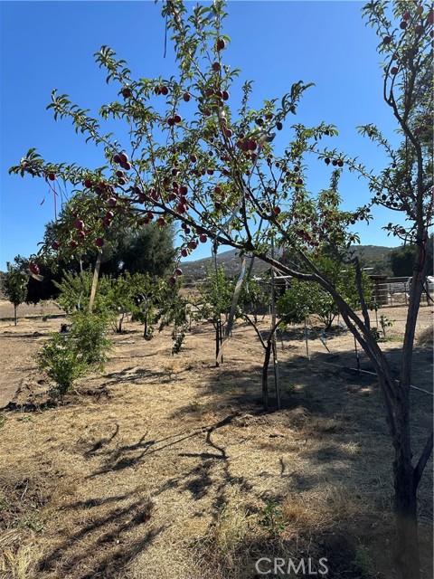 MLS #SW25156795 image #6