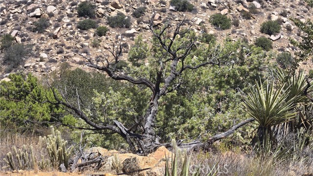 MLS #SW25159346 image #10