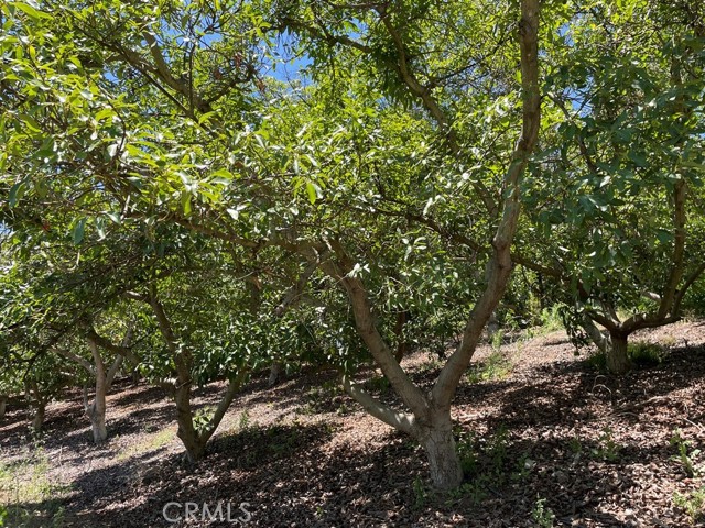 MLS #SW25169972 image #19