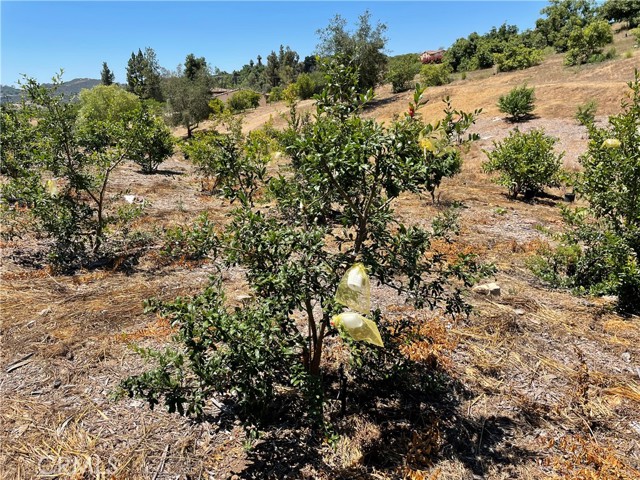 MLS #SW25169972 image #7