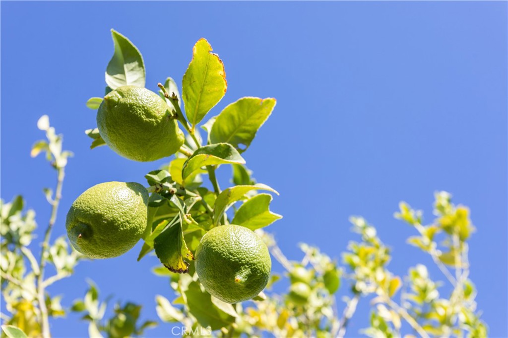 MLS #SW25200768 image #22