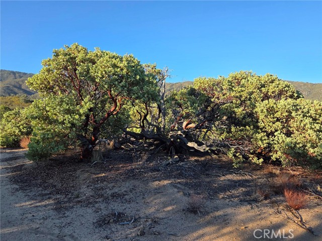 MLS #SW25230587 image #18