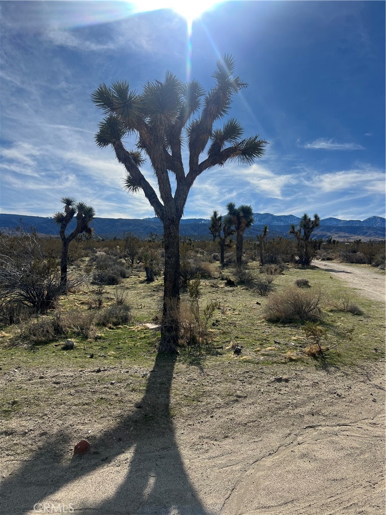 MLS #SW25238196 image #4