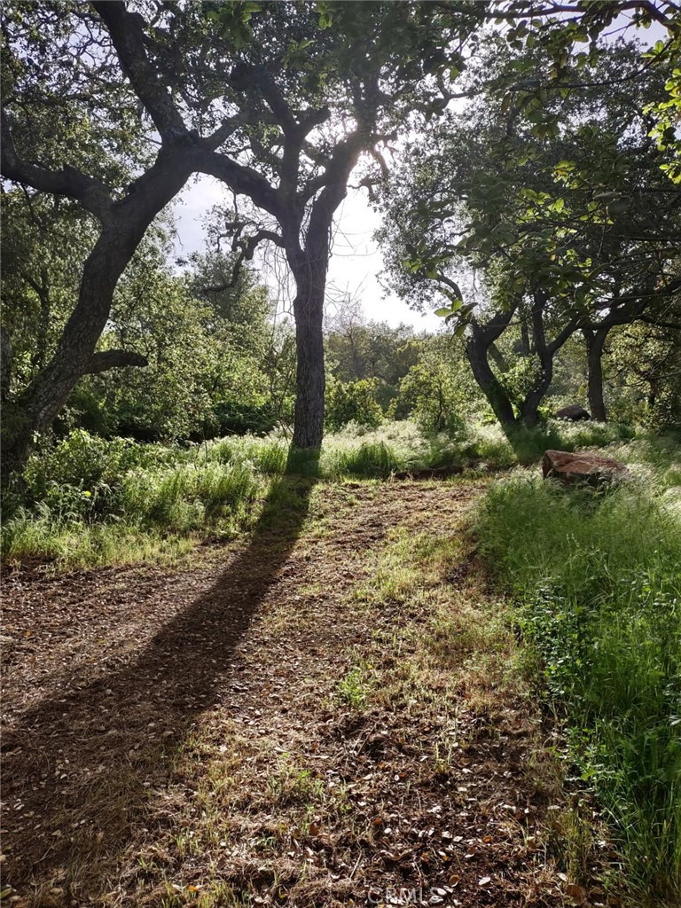 MLS #SW25258371 image #5