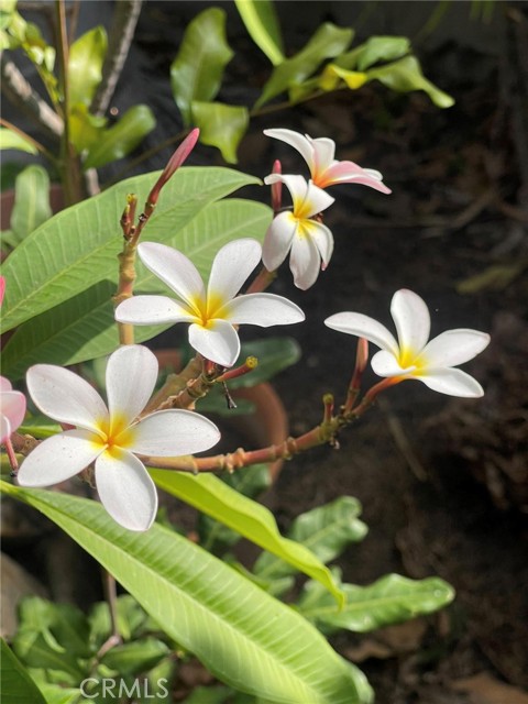 MLS #SW25260515 image #23