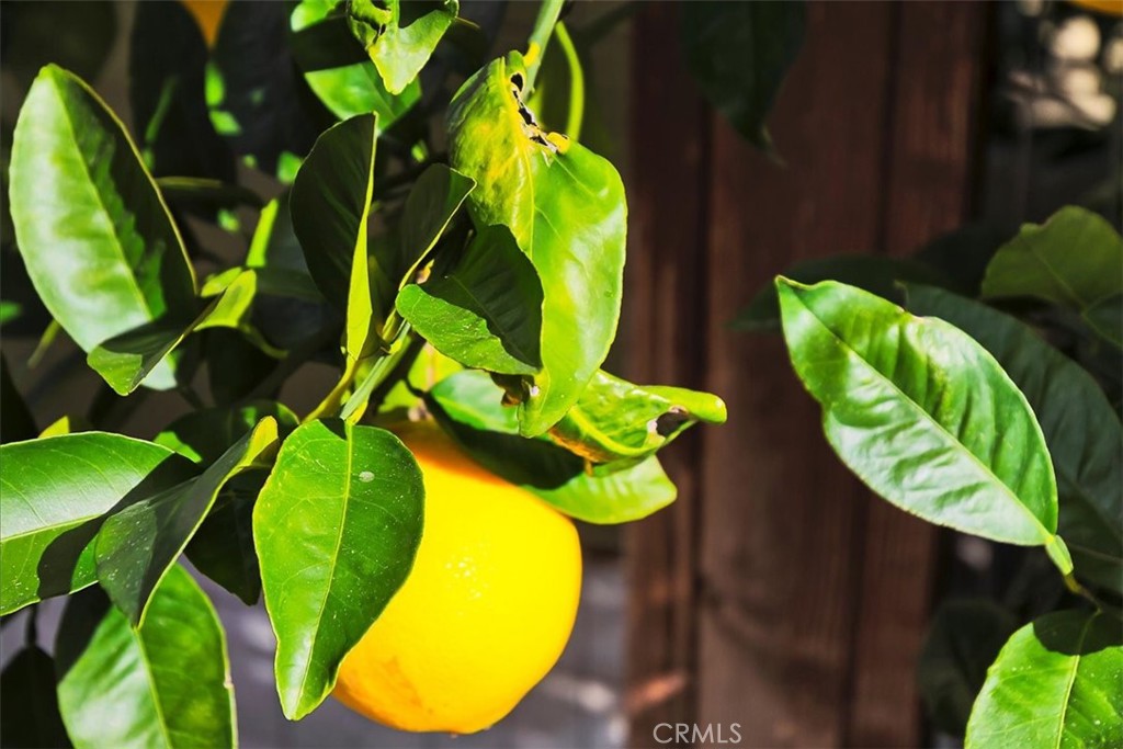 MLS #SW25263016 image #35