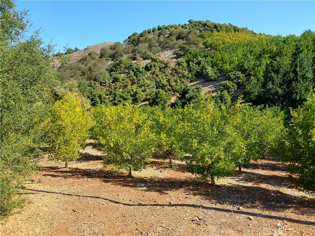 MLS #SW25267195 image #36