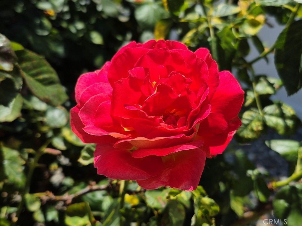 MLS #SR25118993 image #5