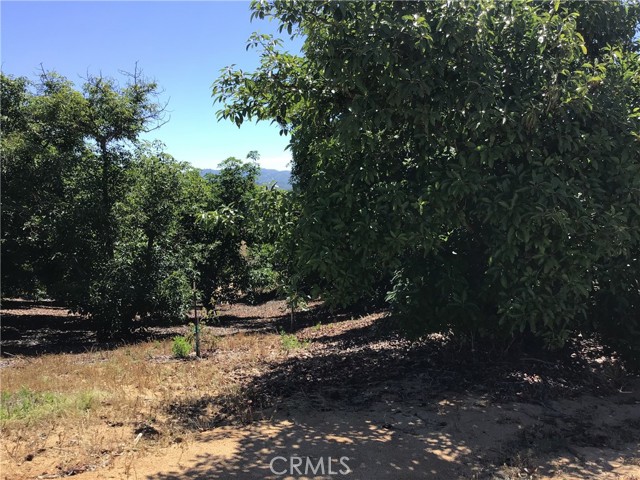MLS #TR25144098 image #46