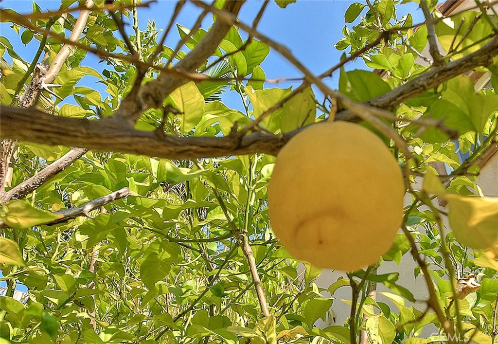 MLS #TR25209358 image #43