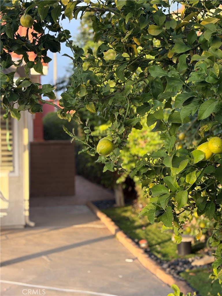 MLS #TR25227108 image #45