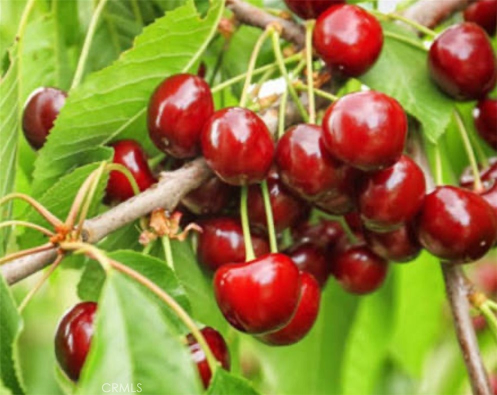 MLS #TR25276318 image #24