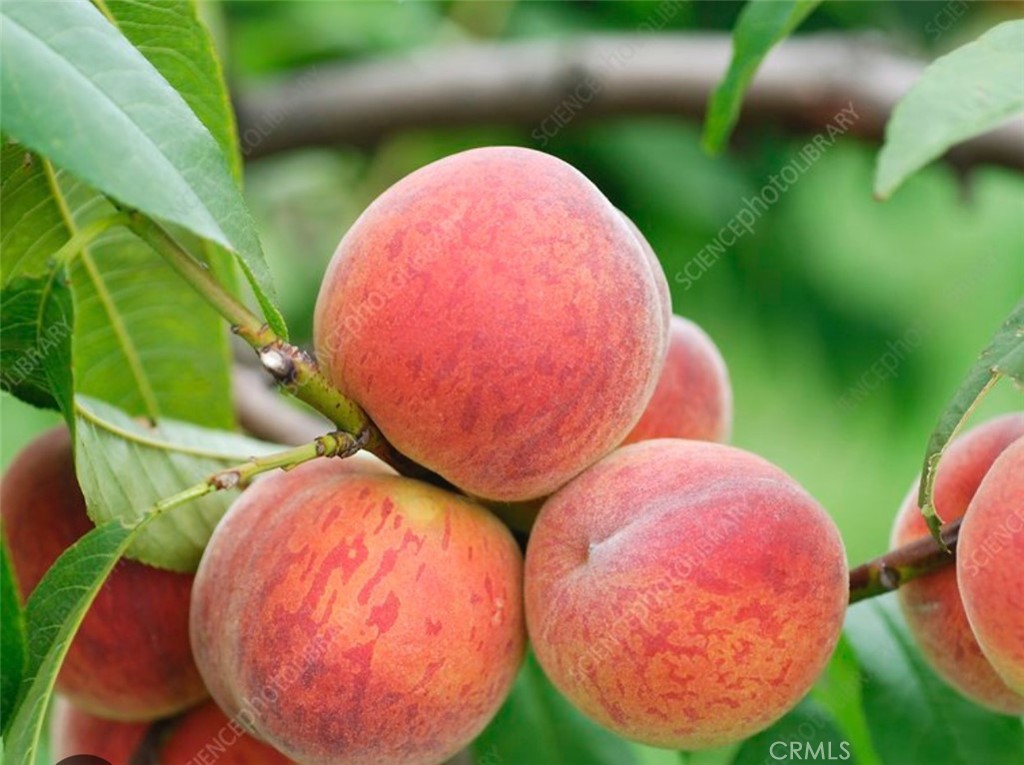 MLS #TR25276318 image #25