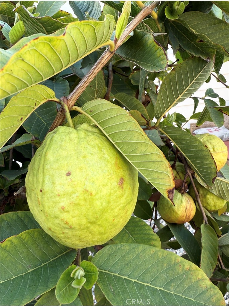 MLS #TR25276318 image #26