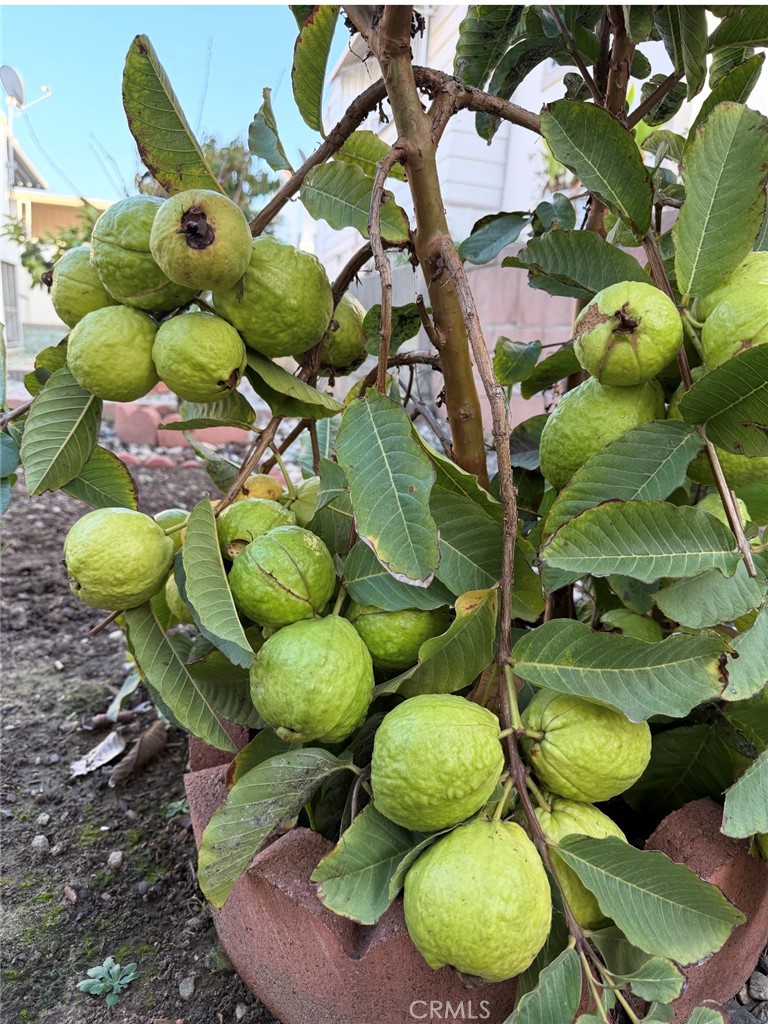 MLS #TR25276318 image #27