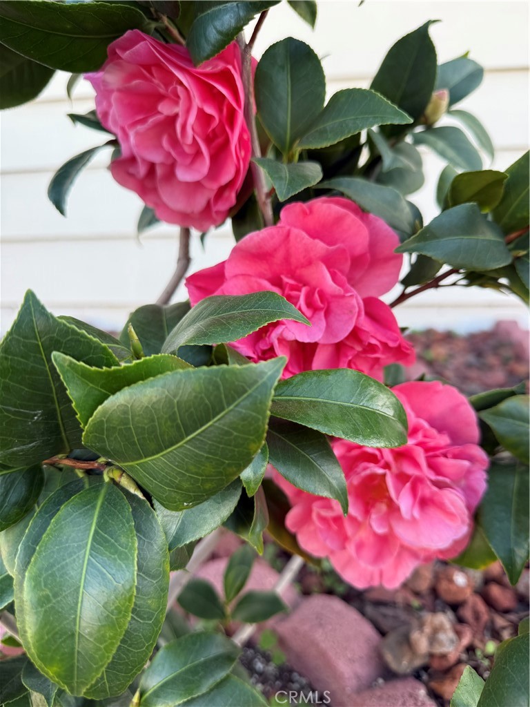 MLS #TR25276318 image #28