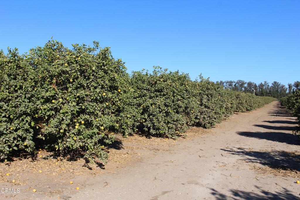 MLS #V1-26429 image #10