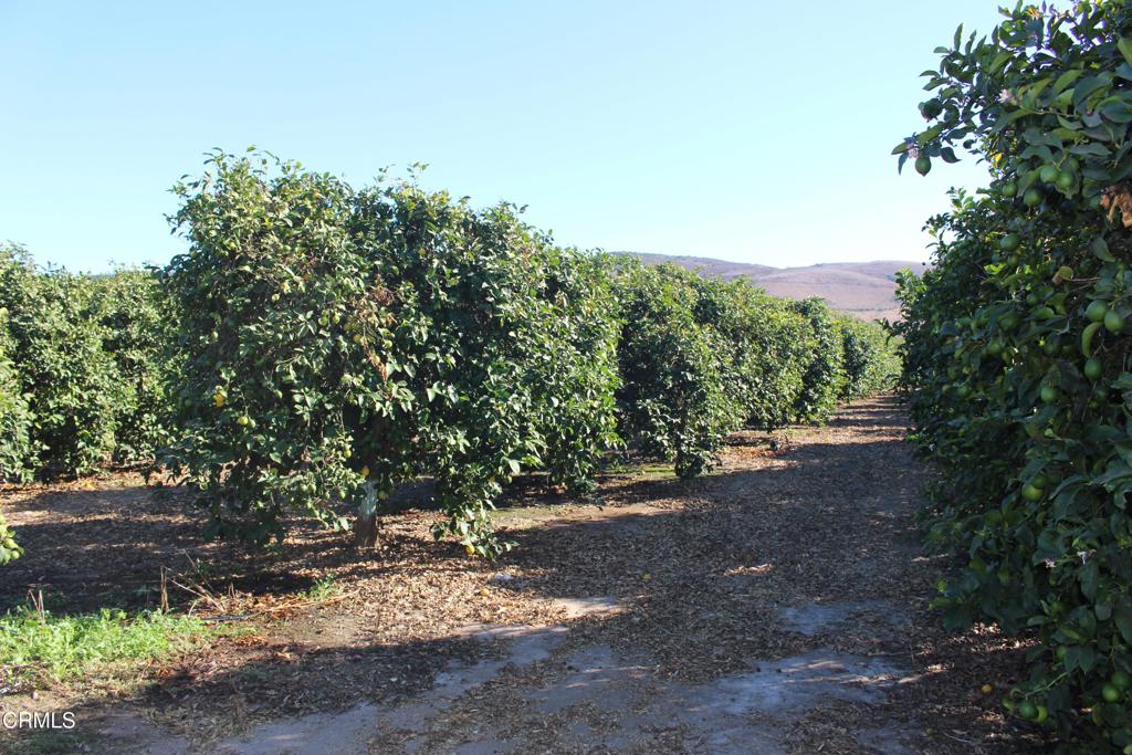 MLS #V1-26429 image #11