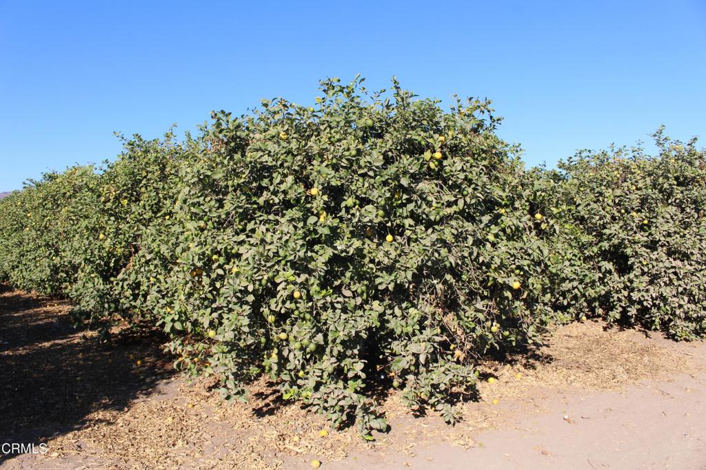 MLS #V1-26429 image #12