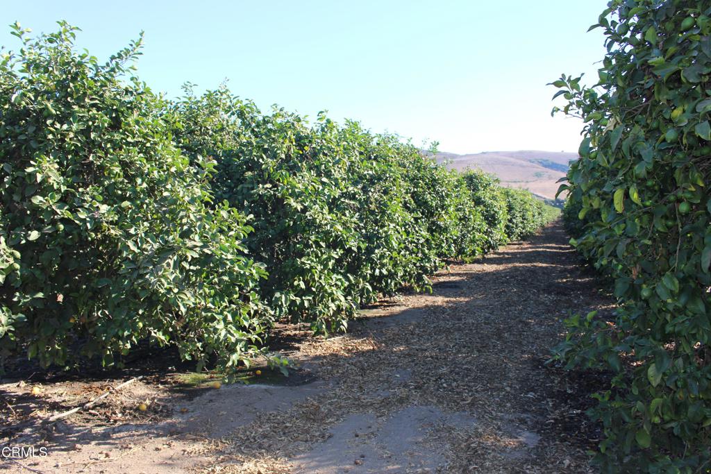 MLS #V1-26429 image #13