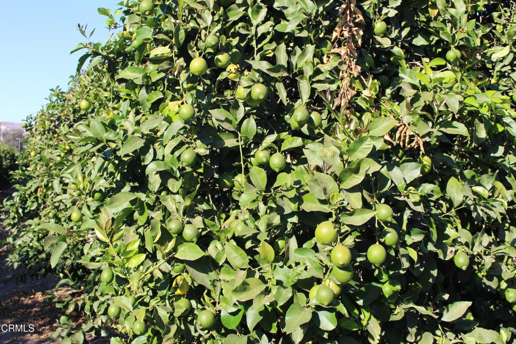 MLS #V1-26429 image #2