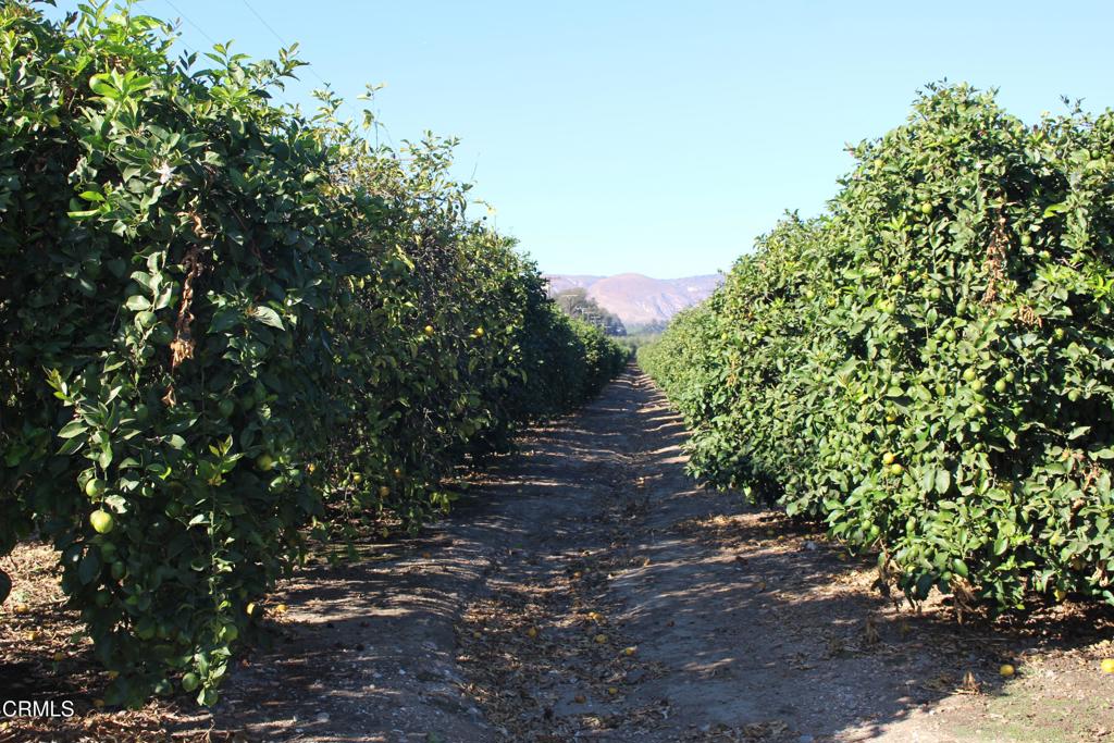 MLS #V1-26429 image #6