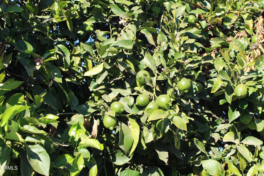 MLS #V1-26429 image #7