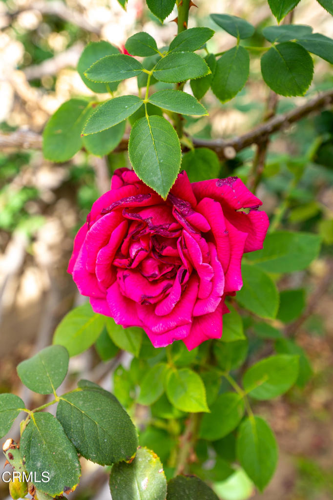 MLS #V1-26560 image #26