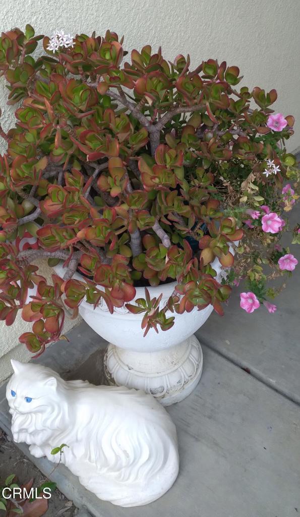 MLS #V1-26560 image #29