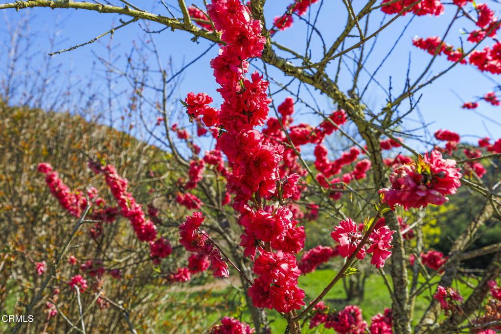 MLS #V1-29098 image #64