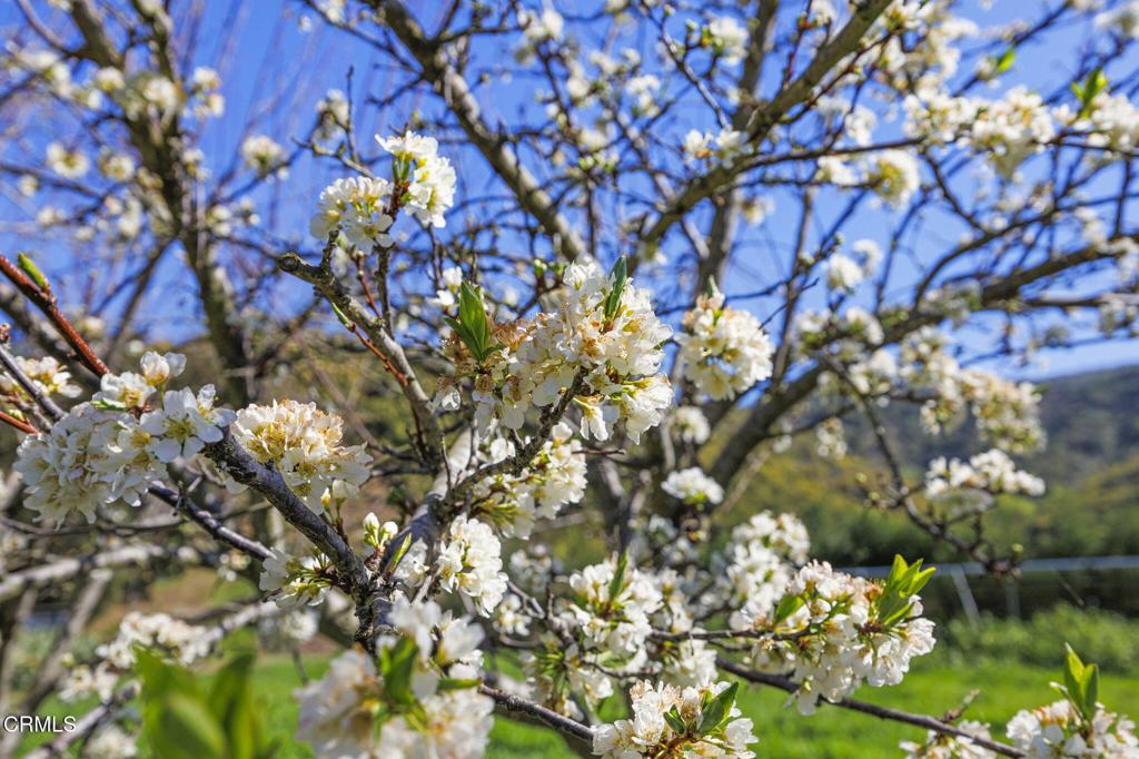 MLS #V1-29098 image #8