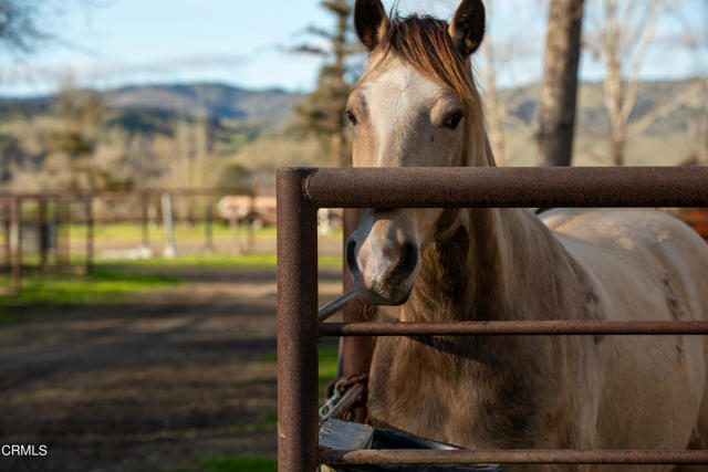 MLS #V1-29505 image #27