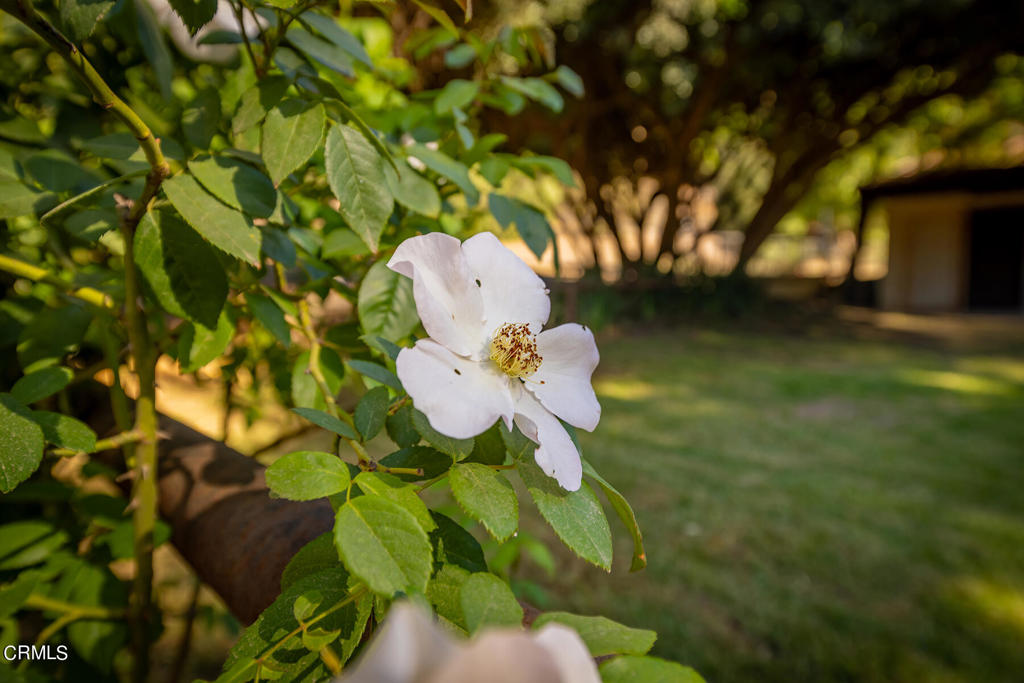 MLS #V1-30324 image #39