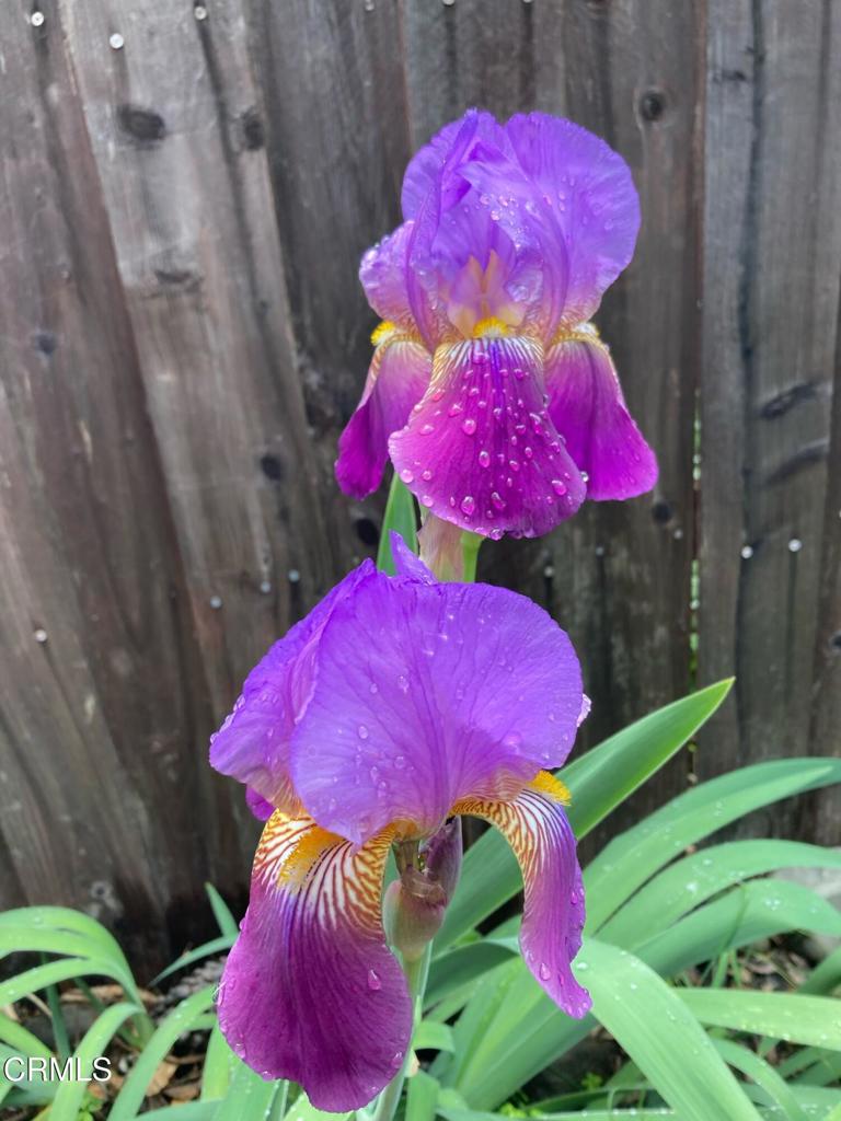 MLS #V1-30532 image #41