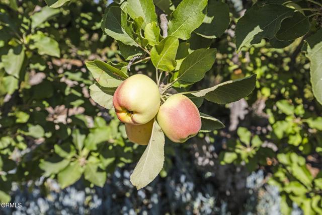 MLS #V1-31051 image #49