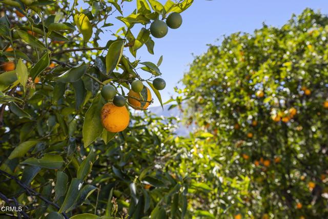 MLS #V1-31051 image #50