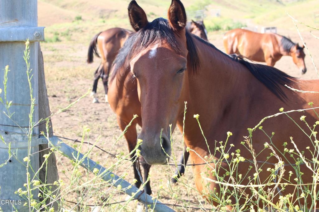 MLS #V1-31218 image #3