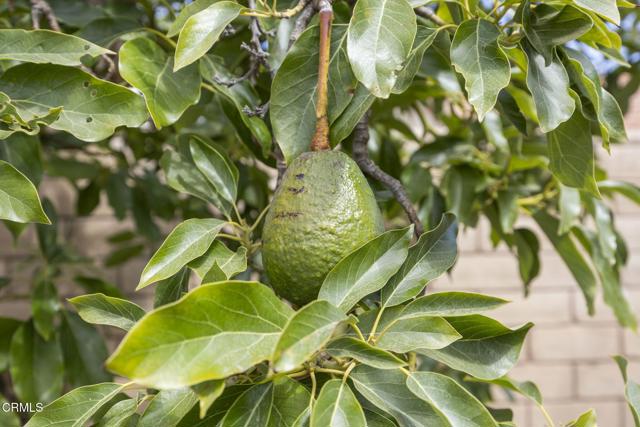 MLS #V1-31237 image #42