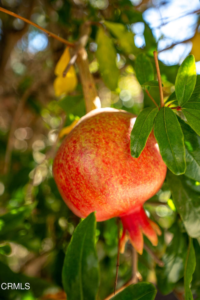 MLS #V1-31978 image #19