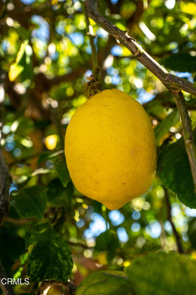 MLS #V1-31978 image #20